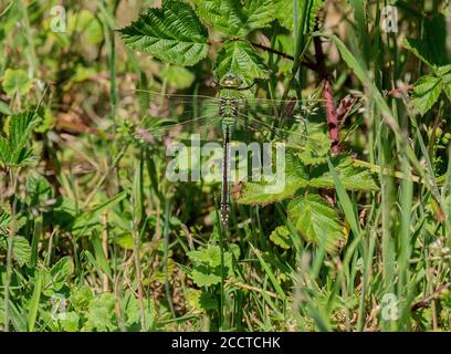 Weibliche Kaiser Libelle, Anax Imperator, auf Gras angesiedelt. Stockfoto