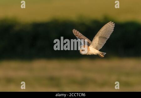 Scheune Eule, Tyto alba im Flug am Abend, Jagd über Auen Wiesen, Dorset. Stockfoto