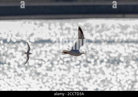 Kleine Seeschwalbe, Sternula albifrons, die Heringsmöwe aus der Nistkolonie jagt; Chesil Beach, Dorset. Stockfoto