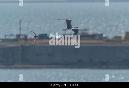 Kleine Seeschwalbe, Sternula albifrons, die Heringsmöwe aus der Nistkolonie jagt; Chesil Beach, Dorset. Stockfoto