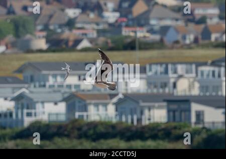 Kleine Seeschwalbe, Sternula albifrons, die große Möwe vom Nistplatz wegjagt; Chesil Beach, Dorset. Stockfoto