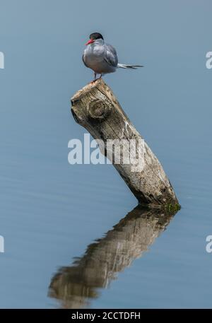 Seeschwalbe, Sterna hirundo, auf einem Pfosten, in der Nähe der Brutkolonie, Lodmoor, Dorset. Stockfoto