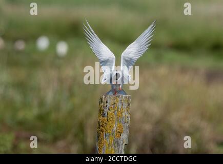 Seeschwalbe, Sterna hirundo, Landung auf einem Pfosten, in der Nähe der Brutkolonie, Lodmoor, Dorset. Stockfoto