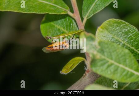 Rübe Sawfly, Athalia rosae auf Blatt. Stockfoto