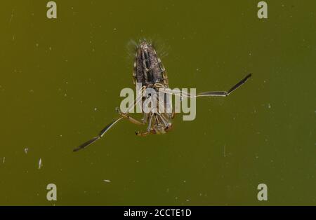 Gewöhnlicher Rückenschwimmer, Notonecta glauca, schwimmt kopfüber auf der Wassertrog-Oberfläche. Stockfoto