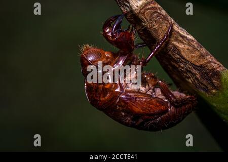 Exuviae einer Cicada Nahaufnahme im aufgenommen Regenwald von Panama Stockfoto