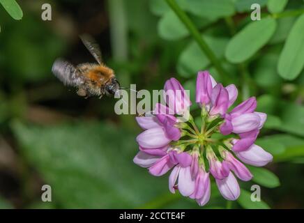 Gemeine Carder Bee, Bombus pascuorum Besuch Blumen von Crown vetch, Securigera varia, in Wildlife Garten. Stockfoto