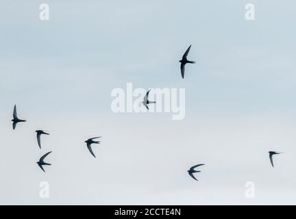 Gruppe der Mauersegler, Apus apus, im 'screaming' Flug während der Brutzeit. Stockfoto