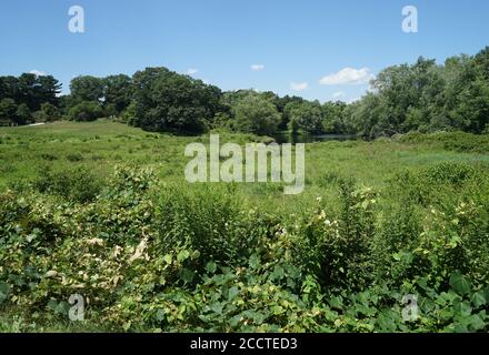Großes Feld mit Bäumen im Hintergrund durch einen kleinen Teich in ländlicher Umgebung. Stockfoto