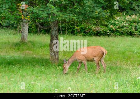 Familie von Hirschen grasen auf einer Wiese mit grünem Gras. Rehe essen im Wald. Wildlife-Konzept Stockfoto