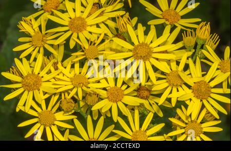 Gemeine Ragwurz, Senecio jacobaea, blühende Pflanze auf der Weide. Stockfoto