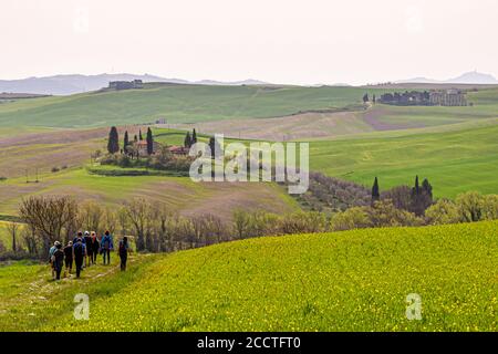 Die Felder noch grün, die Olivenbäume noch braun. Die beste Zeit zum Wandern. Bagno Vignoni, Val d'Orcia, Italien Stockfoto