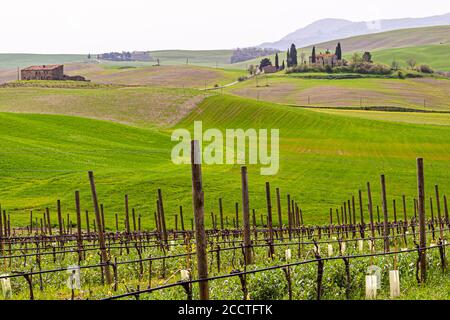 Hügel, Zypressen, Felder, Weinberge ... Toskanische Landschaft im Frühling, grüne Felder, Zypressen und Olivenbäume, Wandern in der Toskana, Bagno Vignoni, Val d'Orcia, Italien. UNESCO-Weltkulturerbe Stockfoto