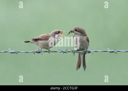 Rotrückenwürger ( Lanius collurio ), Erwachsene weibliche Fütterung lautstark bettelnd Küken mit Heuschrecke, vorbei an Nahrung, sauber weichen Hintergrund, Tierwelt, Stockfoto