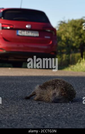 Igel ( Erinaceus europaeus ), tot, von Auto getroffen, auf der Straße gequetscht, Roadkill, gefährdet, vom Straßenverkehr überfahren, Wildtiere, Europa. Stockfoto