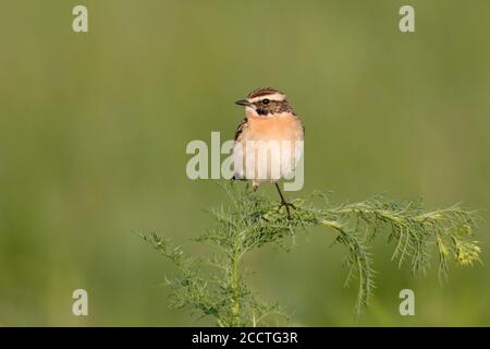 Whinchat ( Saxicola rubetra ) auf einem grünen Zweig thront, Männchen in Brutkleid, bedrohte einheimischen Vogel von offenem Grasland, Tierwelt, Europa. Stockfoto