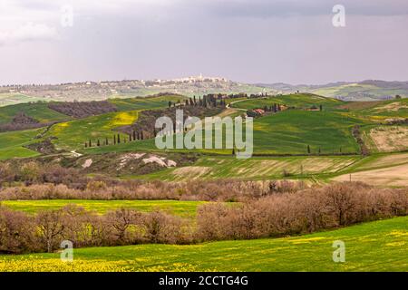 Die Stadt Pienza ist am Horizont zu sehen. Toskanische Landschaft im Frühling, grüne Felder, Zypressen und Olivenbäume, Wandern in der Toskana, Val d'orcia Italien, UNESCO-Weltkulturerbe. Unione dei Comuni Amiata Val d'Orcia, Italien Stockfoto