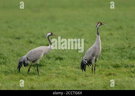 Kraniche ( Grus grus ), Kraniche, zwei Erwachsene, Ruhe, Fütterung auf Grünland, grünes Ackerland während Vogelzug im Herbst, Wildtiere, Europa. Stockfoto