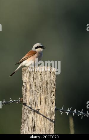 Rotrückenwürger ( Lanius collurio ), erwachsener Rüde, sitzend, ruht auf einem Stacheldraht Zaunpfosten, in typischer Umgebung von offenem Land, Wildtiere, Europa Stockfoto