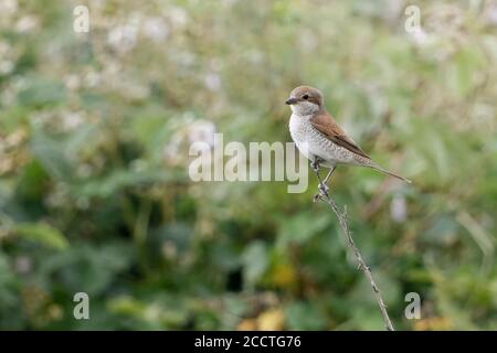 Rotrückenwürger ( Lanius collurio ), erwachsenes Weibchen, typischer Heckenvogel, sitzend, auf einem trockenen Stamm am Rande einer Brombeerhecke sitzend, w Stockfoto