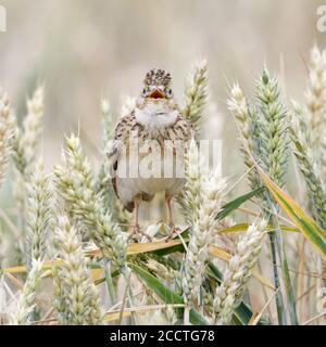 Skylark ( Alauda arvensis ) Singen in einem Weizenfeld, auf Weizenpflanzen, einer der beliebtesten Singvögel, Tierwelt, Europa thront. Stockfoto