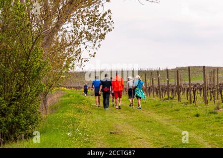 Wandermarathon durch die Toskana. Toskanische Landschaft im Frühling, grüne Felder, Zypressen und Olivenbäume, Wandern in der Toskana, Val d'orcia Italien, UNESCO-Weltkulturerbe Stockfoto