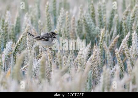 Gelber Wagtail ( Motacilla flava ), junger flüggeriger Vogel, Küken, jugendlich, auf reifen Weizenpflanzen thront, sitzt in einem Getreidefeld, Tierwelt, Europa. Stockfoto