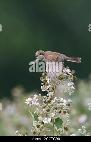 Rotrückenwürger ( Lanius collurio ), weiblich, fliegend, im Flug, beobachten, typische Umgebung, blühende Bramble, Brombeerhecke, Tierwelt, Europ Stockfoto