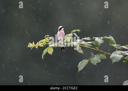 Rotrückenwürger ( Lanius collurio ), erwachsener Rüde, der auf einer Brombeerenrinde im Regen thront, herabfallende Regentropfen beobachtet, sieht lustig aus, Tierwelt, Europa. Stockfoto