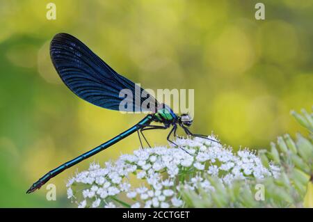 Schöne Demoiselle / Blauflügel-Prachtlibelle ( Calopteryx virgo ), heimische Damselfliege, ruht auf Königin Annes Spitze / Wildkarotte, Tierwelt, Europa. Stockfoto