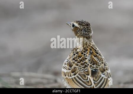 Skylark ( Alauda arvensis ) Vogel von offenem Land, durch intensive Landwirtschaft gefährdet, auf dem Boden sitzend, Rückansicht, Nahaufnahme, Tierwelt, Europa. Stockfoto