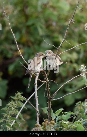 Rotrückenwürger ( Lanius collurio ), Erwachsene weibliche Fütterung jungen Jungling, Küken, mit schwarzem Käfer auf einer trockenen Bramble Ranke, Wildtiere, Europ Stockfoto