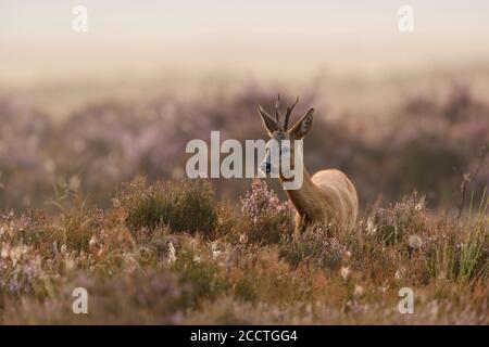 Reh Reh ( Capreolus capreolus ), Bock, stehend, Fütterung in einem Feld von violett blühenden Heidekraut, in launischer Atmosphäre, Tierwelt, Europa. Stockfoto