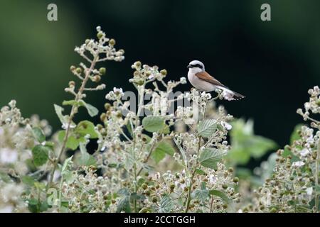 Rotrückenwürger ( Lanius collurio ), erwachsener Rüde, der auf einer Brombeerhecke thront, in einem typischen, charakteristischen Lebensraum, Tierwelt, Europa. Stockfoto