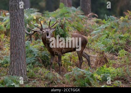 Rothirsch ( Cervus elaphus ), 18-Punkt Hirsch brüllend im Wald während der Furche, Geweih mit Bracken und Farnen bedeckt, Europa. Stockfoto