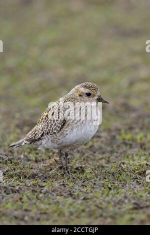 Goldpfeifer ( Pluvialis apricaria ) Zugvogel, Ruhe auf Ackerland, Frühling, Tierwelt, Europa. Stockfoto