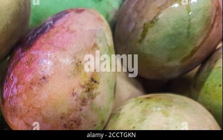 Mangofrüchte. Die Mango ist die Frucht des Mangobaums, eines langlebigen Baumes, mit einer dichten, immergrünen und sehr grünen Krone, die 30 Meter in heig erreichen kann Stockfoto