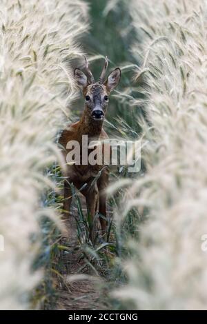 Reh Reh ( Capreolus capreolus ), Bock, versteckt in einem Getreidefeld, stehend in hohem Roggen, aufmerksam beobachten, frontale Ansicht, Ganzkörper, Tierwelt, Europa Stockfoto