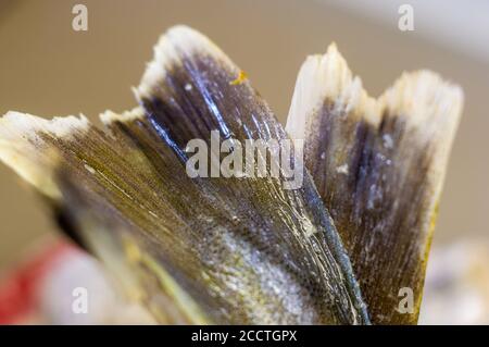 Stücke von Navaga Fisch in Teig, zum Braten in einer Pfanne vorbereitet. Stockfoto