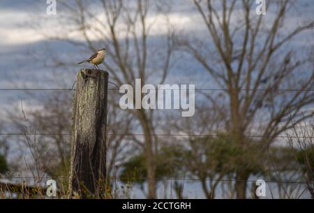 Mimus saturninus Vogel. Fauna aus dem Pampa-Biom in Brasilien. Sonnenaufgang auf dem Land. Ländliche Landschaft. Stockfoto