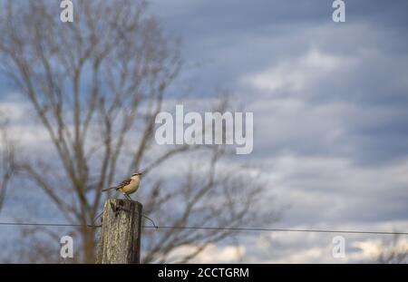 Mimus saturninus Vogel. Fauna aus dem Pampa-Biom in Brasilien. Sonnenaufgang auf dem Land. Ländliche Landschaft. Stockfoto