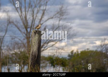 Mimus saturninus Vogel. Fauna aus dem Pampa-Biom in Brasilien. Sonnenaufgang auf dem Land. Ländliche Landschaft. Stockfoto