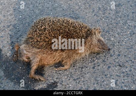 Igel ( Erinaceus europaeus ), tot, auf der Straße zerquetscht, Roadkill, gefährdet, vom Straßenverkehr überfahren, Wildtiere, Europa. Stockfoto