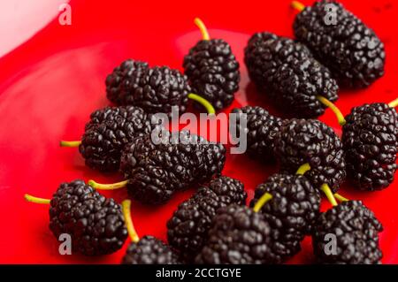 Reife große schwarze Maulbeeren auf einem roten Teller, Nahaufnahme. Stockfoto