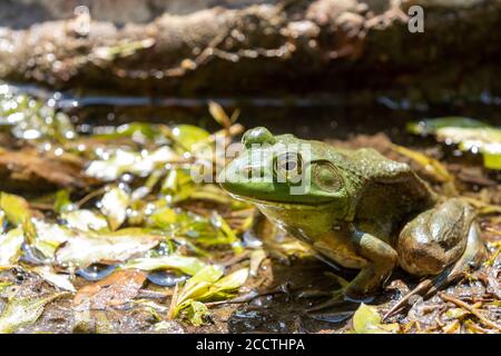 Große Erwachsene American Bullfrog Ganzkörperaufnahme Stockfoto