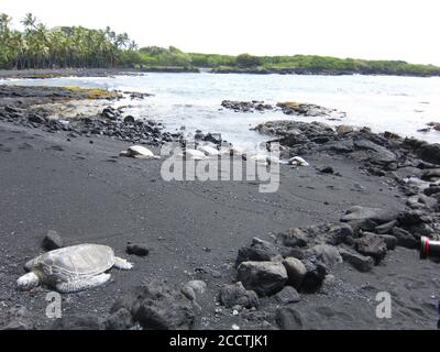 Grüne Meeresschildkröte Aalen auf schwarzen sand Strand Hawaii Big Island Pacific ocean Stockfoto