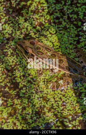 Junger Leopardenfrosch (Lithobates/Rana pipiens), der sich unter Entenküken im Sumpfgebiet versteckt, Castle Rock Colorado USA. Foto im August. Stockfoto