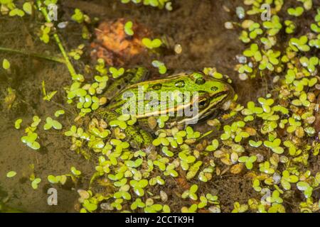 Junger Leopardenfrosch (Lithobates/Rana pipiens), der sich unter Entenküken im Sumpfgebiet versteckt, Castle Rock Colorado USA. Foto im August. Stockfoto