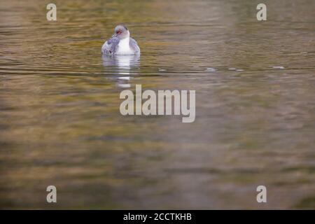 Südlicher Silbergreier (Podiceps occipitalis) im Wasser. Quillelhue Lake. Nationalpark Villarica. Chile. Stockfoto