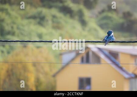 Beringter Eisvogel (Megaceryle torquata), der sein Gefieder unter einem leichten Regen aufsät. Chiloé. Los Lagos Region. Chile. Stockfoto